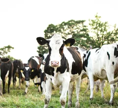avian flu H5N1 in domestic cattle cows