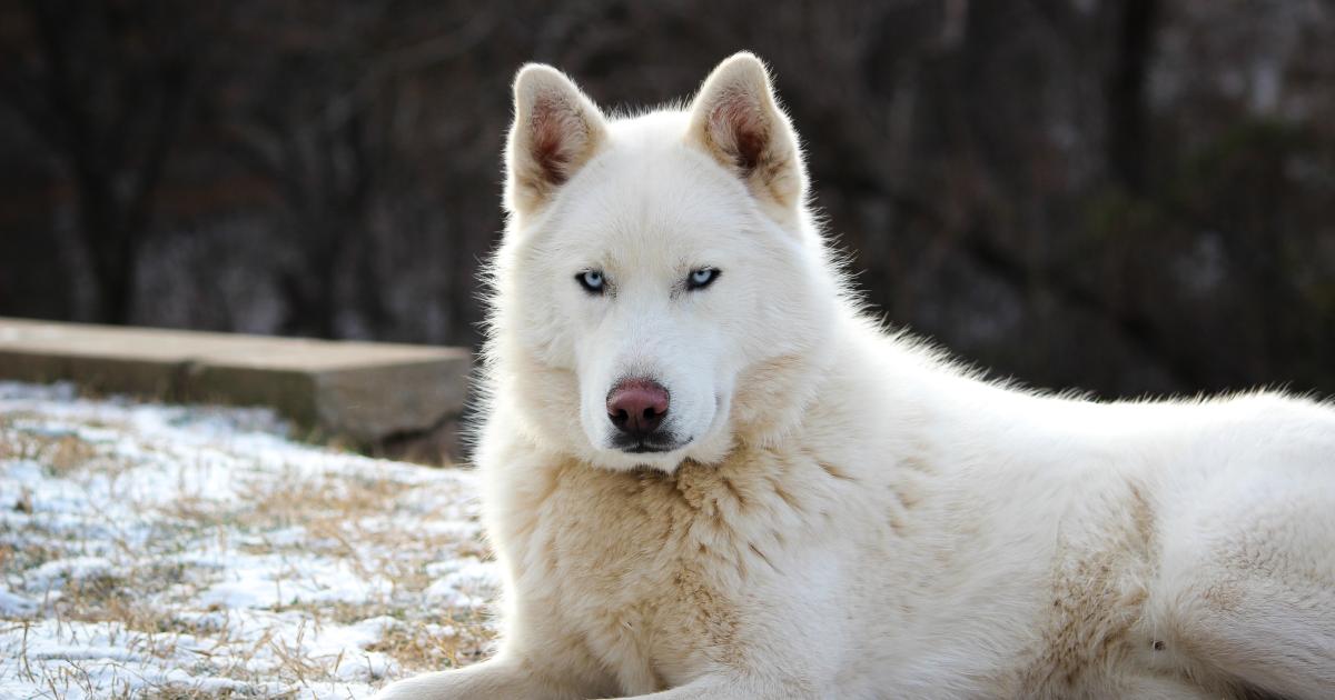 White sales husky wolf