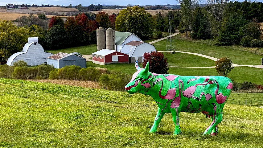 Epic preserved this dairy farm in its campus and maintains it as an operations farm with 40 sheep and 40 cows. Epic HQ cow art and farm. DF