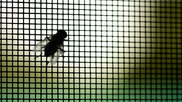 Fly Queen Insect