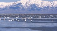 Great Salt Lake Dr. Dwayne Meadows.
