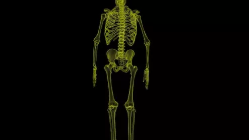 human-skeleton-1813086_1920.jpg