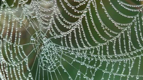 cobweb-4193_960_720.jpg