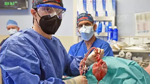 The most successful case to date of a pig organ being transplanted into a human occurred back in January, when specialists at the University of Maryland Medical Center (UMMC) in Baltimore transplanted a modified pig heart into 57-year-old David Bennett. The FDA approved the heart transplant transplant through an emergency authorization typically reserved for experimental procedures seen as a patient’s last chance at survival. Bennett did die of heart failure two months later.#pigheart