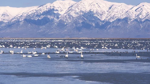 Great Salt Lake Dr. Dwayne Meadows.